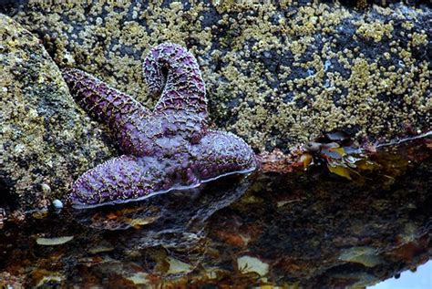 Purple Sea Star At Low Tide Russelltomlin Flickr