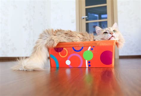 Cat Inside A Box Stock Photo Image Of Hide Domestic 58285860