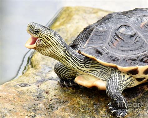 Laughing Turtle Photograph By Brenda Lawlor Pixels