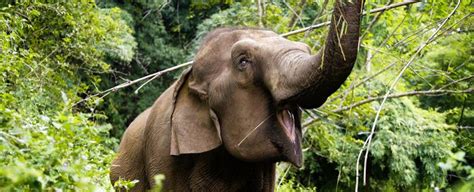 Anyway, just a few thoughts from a member of the generally unwashed public who has found this site invaluable in getting off the fence when it comes to climate change. smiling-elephant Off the Fence
