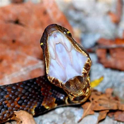 The Most Venomous Snake In The Us With Bite Facts And Pictures