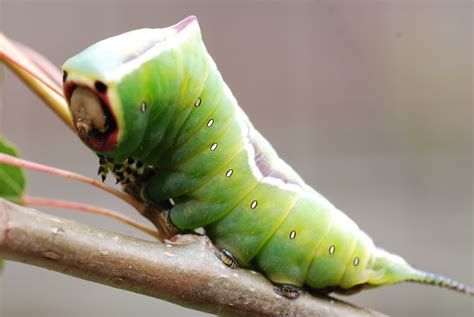 Banded tussock or pale tiger moth halysidota tessellaris. Free photo: Green Caterpillar - Calm, Caterpillar, Creep ...