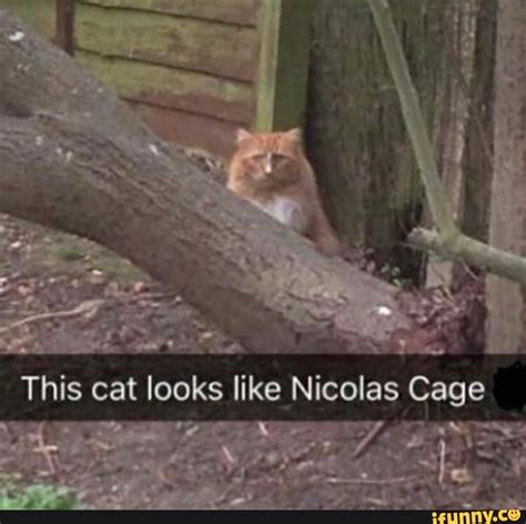 This Cat Looks Like Nicolas Cage Ifunny
