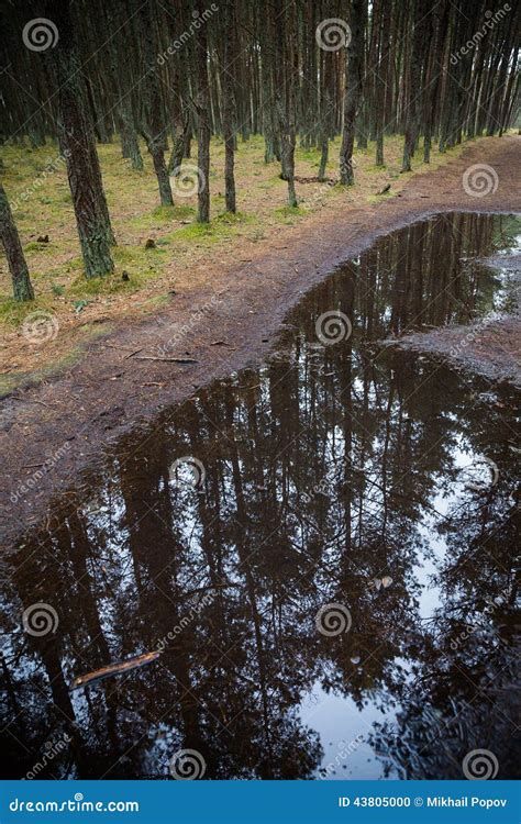 Pine Forest Reflected In A Puddle Stock Photo Image Of Branches