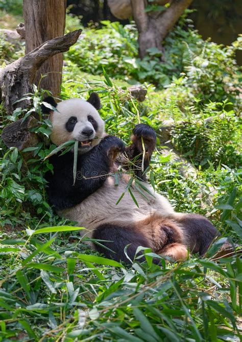 Cute Panda Eating Bamboo Leaves Stock Image Image Of Animal