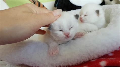 Kittens are altricial animals, and their eyelids do not open until about 10 to 14 days after birth. Ragdoll kittens 12 days old - the eyes are open... - YouTube