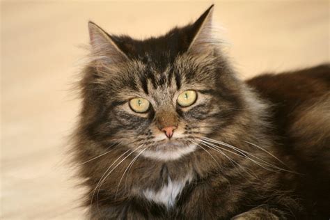 Long Haired Cat 2 Free Photo Download Freeimages