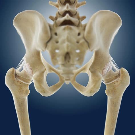 Hip Bone Anatomy With Skin