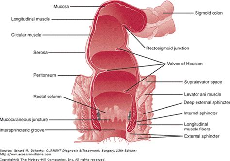 Chapter 31 Anorectum Current Diagnosis And Treatment Surgery 13e