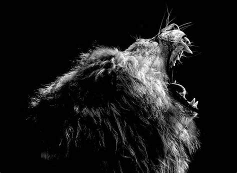 Trends For Roaring Lion Images Hd Black And White Photos
