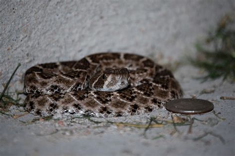 Baby Western Diamondback Rattlesnake Flickr Photo Sharing