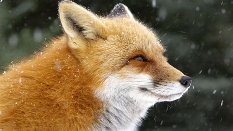 Fox Tales About Nature Pbs