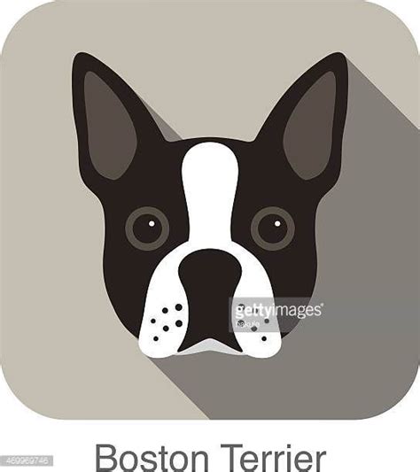 Image Result For Boston Terrier Image Templates Boston Terrier