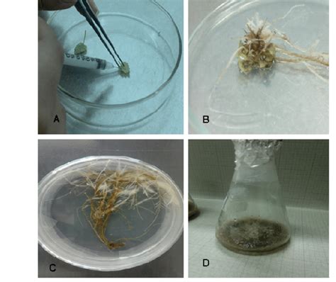 Transformed Hairy Roots Of A Foeniculum By Agrobacterium Rhizogenes