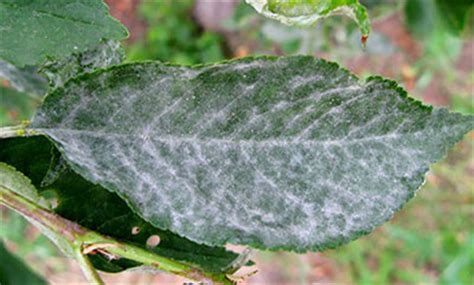To be effective, the oil spray must hit the pest directly. High Tunnel Tree Fruit and Grape Production for Eastern ...