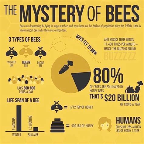 Saving Bees Infographics The Mystery Bees And The Ojays On