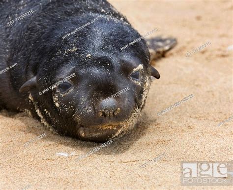 Close Up Of Baby South African Fur Seal Namibia Africa Stock Photo