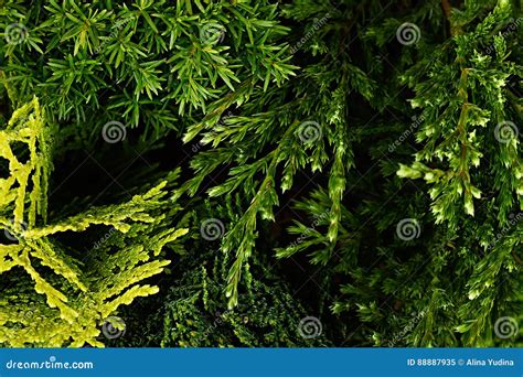 Young Green Different Conifer Branches Top View Close Up Background