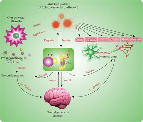 The Role Of Misfolded Proteins In Neurodegenerative Diseases The Download Scientific Diagram
