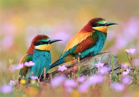 Birds Flowers And Grass Walk With God