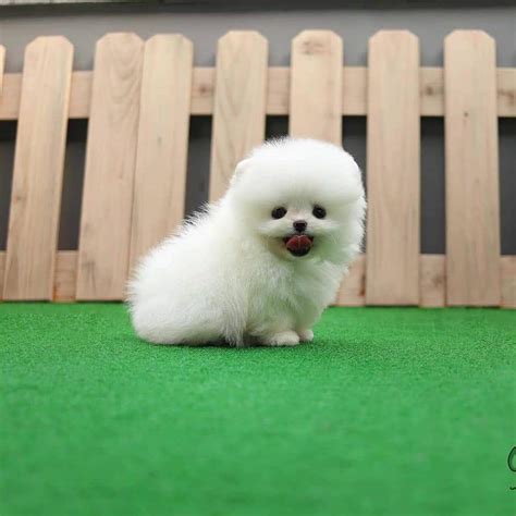 Teacup Pomeranian Puppies For Sale Classifiedsuk Free Classified