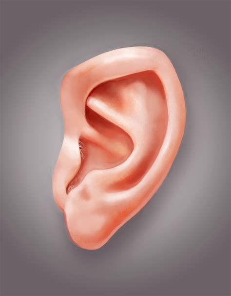 How To Paint A Realistic Ear In Adobe Photoshop