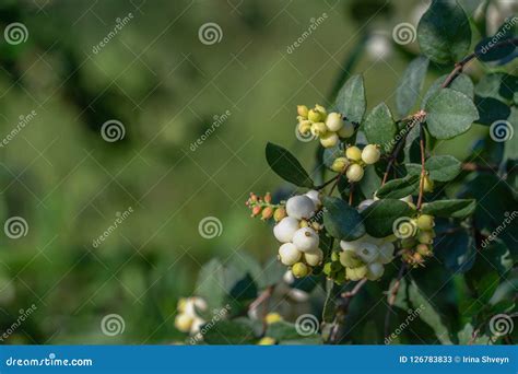 Snowberry Symphoricarpos White Berries And Leaves Stock Image Image