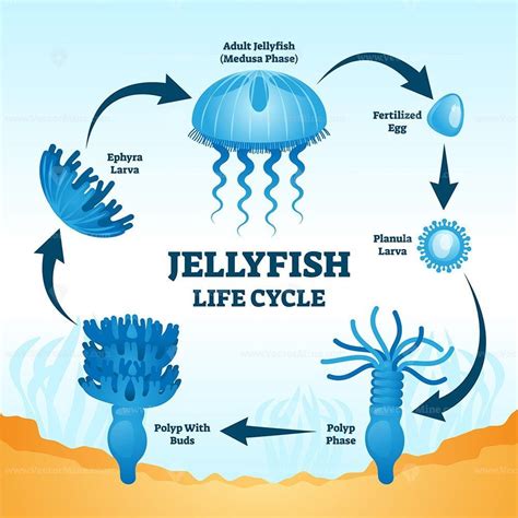 Description Jellyfish Life Cycle Educational Labeled Diagram Vector