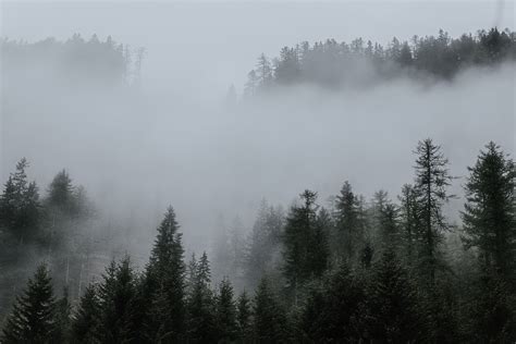 Free Images Fog Mist Tree Nature Sky Woody Plant Atmosphere