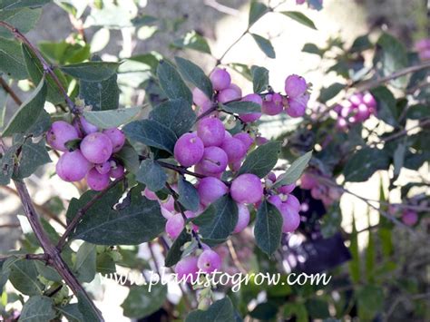 Candy Coralberry Plants To Grow Plants Database By Paul S Drobot