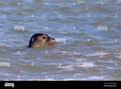 Common Seal Phoca Vitulina Stock Photo Alamy