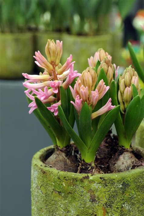 Planting Hyacinths Tips Diy Network Blog Made Remade