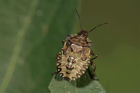 Stink Bugs Are Back In Nova Dc How To Get Rid Of Them Georgetown