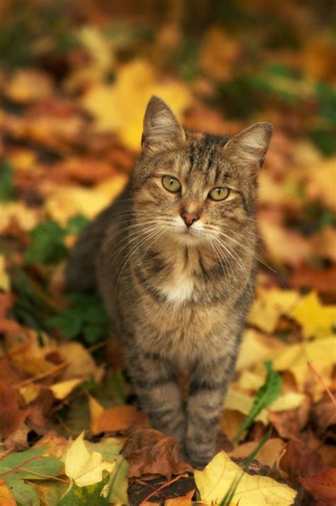 390 Best Animals In Autumn Images On Pinterest Fluffy