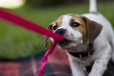 How To Train Your Dog To Play Tug Of War Wag