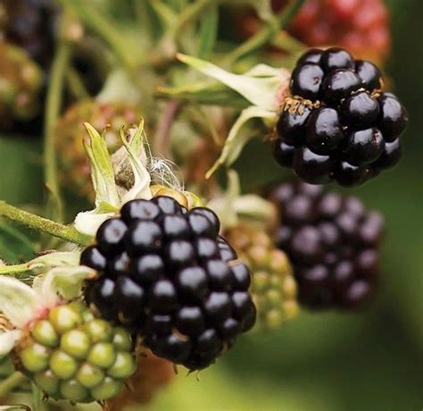 Hardy Blackberry Plants Rubus Fruticosus Chester Canada Fruit