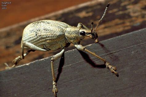 White Weevil Photo By Photographer Siegfried Gust
