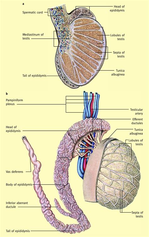 Anatomi Testis