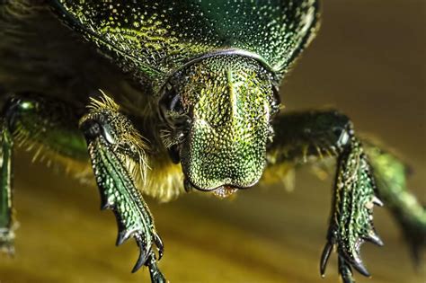 Best Insects Macro Photography By Sergey Babaev