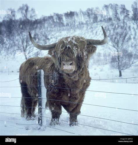 Highland Cattle In Winter Snow Stock Photo Alamy