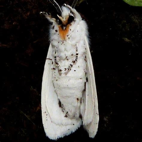 Bug Life Cycles Spilosoma Virginica Virginian Tiger Moth