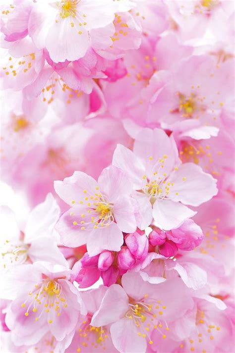 Flower Power My Flower Flower Garden Bloom Sakura Cherry Blossom