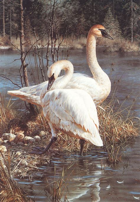 Carl Brenders Wildlife Paintings White Elegance Trumpeter Swans