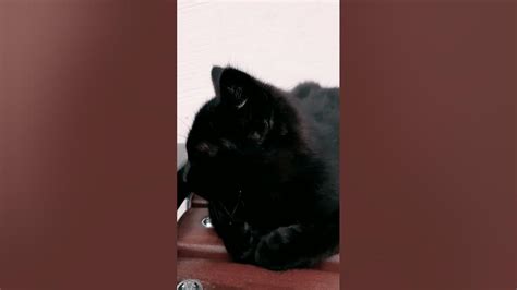 Kitty Meditation Youtube