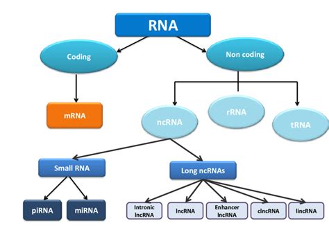 Schematic Representation Of The Distinct Classes Of Rna Molecules Download Scientific Diagram