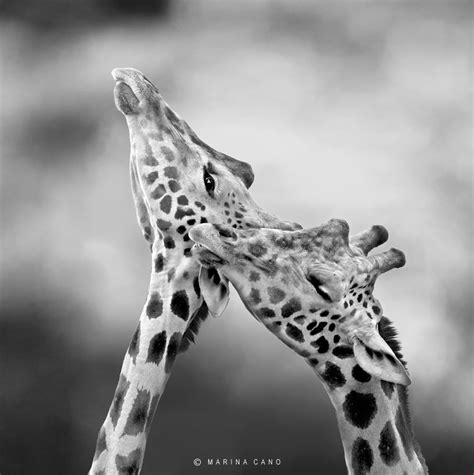 We Are Beautiful By Marina Cano Via 500px Giant Animals Wild Animal