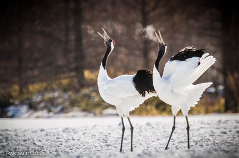 Red Crowned Crane Wallpapers Animal Hq Red Crowned Crane Pictures