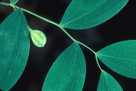 Uvularia Sessilifolia Sessile Leaved Bellwort Go Botany