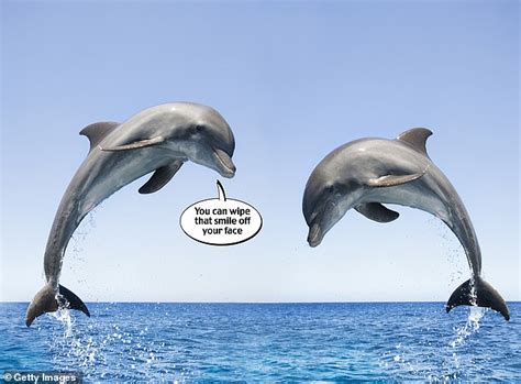 Male Bottlenose Dolphins Hold Grudges Researchers Find Lipstick Alley