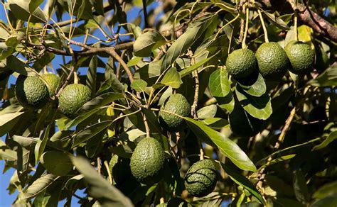 How This Farmer Earned 24 Lakhs From His 3 Acres Avocado Farm A